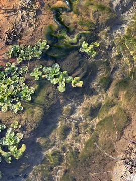 Sunlit shallow stream with algae and aquatic plants Stock Photos