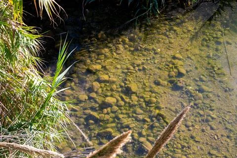 Sunlit Shallow Stream with Pebbles and Grassy Bank 写真素材