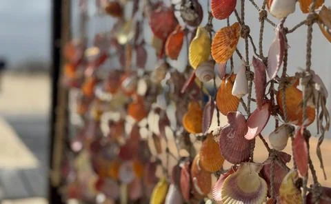 Sunlit shell display hanging in rope net Fotos de archivo