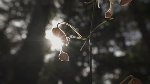 Sunlit Silhouettes of Flowers Vídeos de archivo 306122783