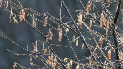 Sunlit Silver Birch tree (Betula pendula) catkins, North Pennines, UK Stock Footage 309109575