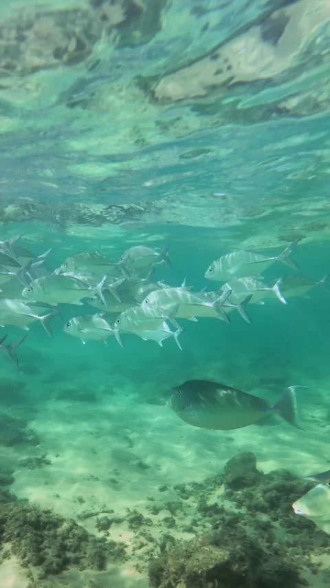 Sunlit Silver Fish Swimming Over Rocks and Seaweed in Hikkaduwa, slow motion Video stock 329033268