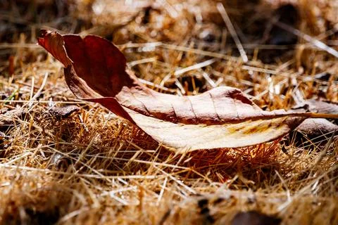 Sunlit Single Dry Leaf Stock Photos