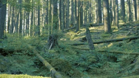 Sunlit Sloping Forest Floor with Fallen Logs and Moss Stock Footage 340526687