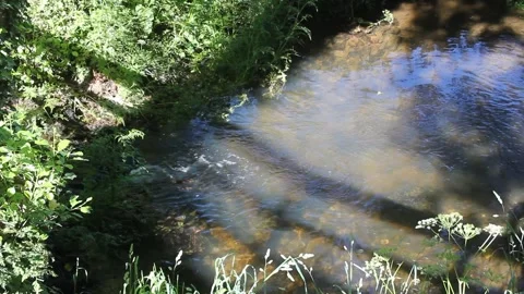Sunlit small stream flowing through lush green forest banks Video stock 336696648