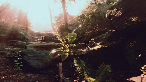 Sunlit Small Tree in Dense Tropical Forest Stock Illustration