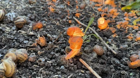 Sunlit Snails Glowing Amber On Soil Video stock 342512116