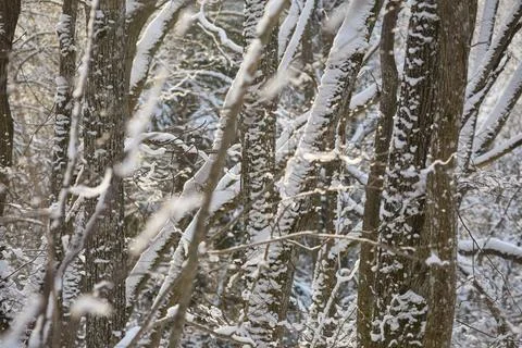 Sunlit Snow Covered Tree Trunks in Winter Forest Stock Photos