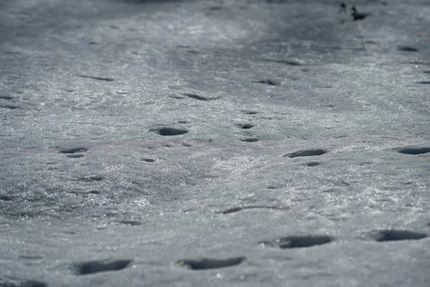 Sunlit snow with linear footprints backlit crystals, melting beads, reflective s Stock Photos