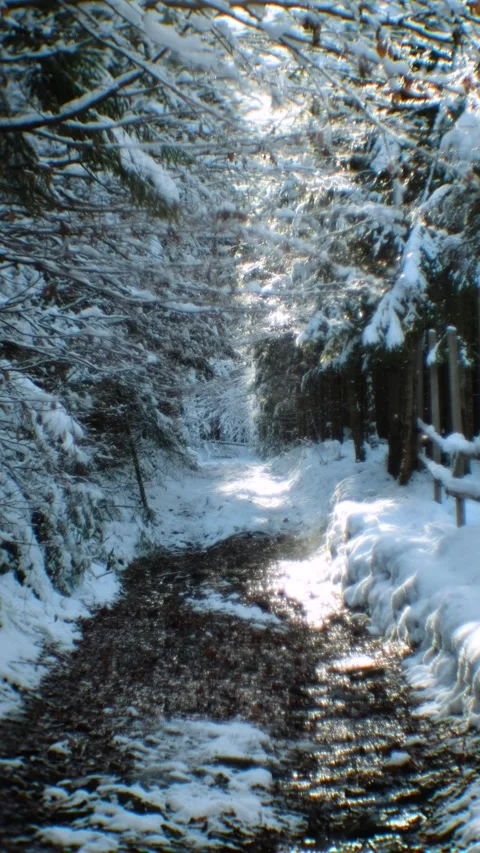 Sunlit Snow Path through Winter Forest with Falling Snow and Flowing Stream 스톡 동영상 293496521