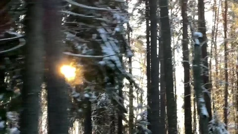 Sunlit Snow Pines in Winter Serenity Stock Footage 257229331