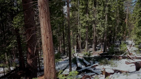 Sunlit snowy conifer forest with fallen logs in Yosemite National Park Stock Footage 347988960