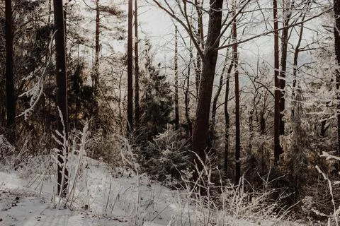 Sunlit Snowy Forest Path in Calm Winter Woodland Stock Photos