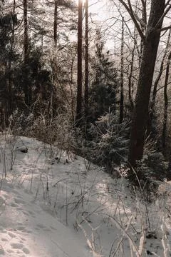 Sunlit Snowy Forest Path with Frost Covered Trees in Winter Stock Photos