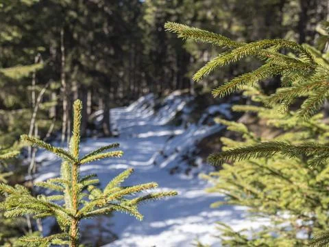 Sunlit snowy path winding through a dense evergreen forest in the Alps, winte Stockfoto's