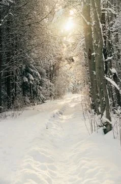 Sunlit snowy pathway in wintry forest Stock Photos