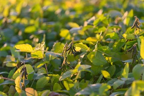 Sunlit soybean plants showcasing robust growth and plentiful pods, Closeup of th Stock Photos