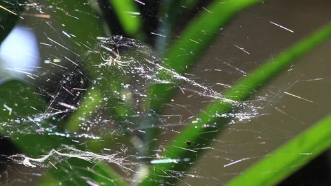 Sunlit Spider and Web Stock Footage 92628927
