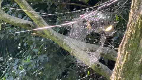 Sunlit Spider Web Between Trees in a Green Forest 库存影片 342264112