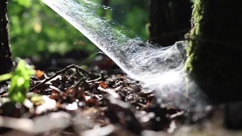 Sunlit spider web glows quietly in the forest Stock Footage 340137319