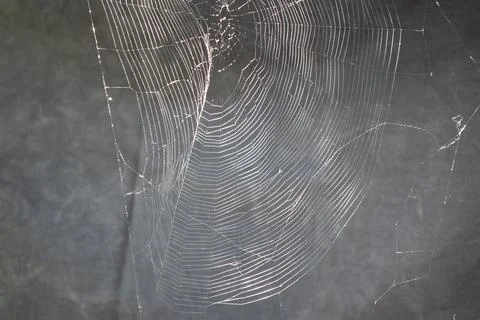 Sunlit spider web on a gray background 库存照片