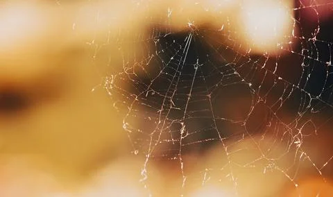 Sunlit spider web with sparkling dew against warm autumn bokeh for nature d.. Stock Photos
