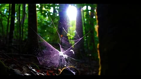 Sunlit Spiderweb in a Forest Stock Footage 285307868