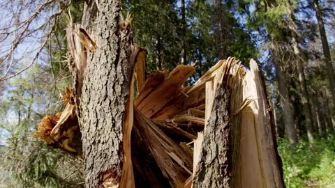 Sunlit Splintered Tree Trunk with Exposed Wood Fibers in Nordic Woodland Stock Footage 337211392