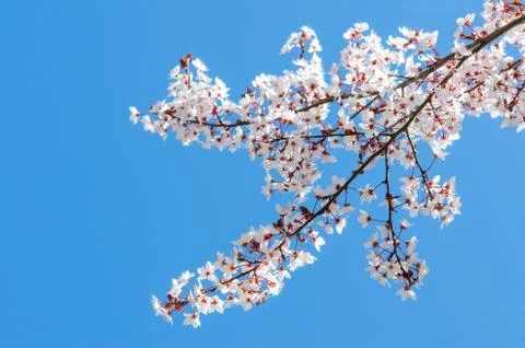 Sunlit spring blooming branch of cherry tree Stock Photos