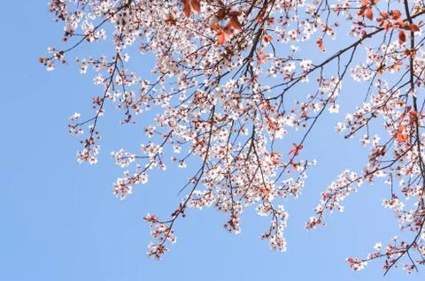 Sunlit spring blossoming cherry tree on the clear blue sky Stock Photos