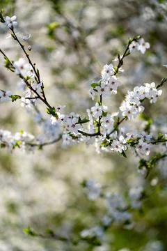 Sunlit Spring Blossoms 写真素材