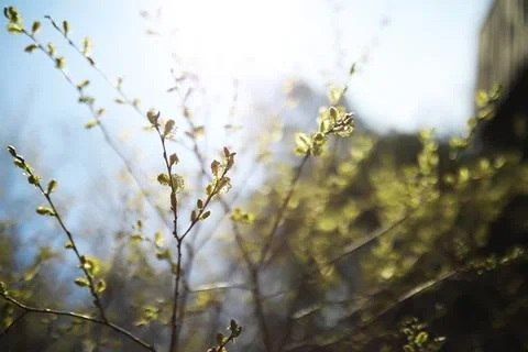 Sunlit Spring Branches with Budding Leaves in a Nature Scene Stock Photos