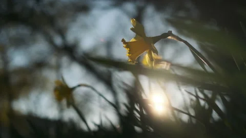 Sunlit Spring Daffodil At Sunrise Video stock 134445102