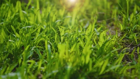 Sunlit Spring Grass and Wild Plants Swaying Gently on a Warm Bright Day Vídeos de archivo 341915446