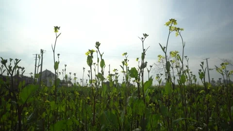 Sunlit Spring Landscape with Lush Green Plants and Warm Afternoon Natural Glow Stock Footage 341918871