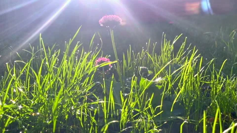 Sunlit spring lawn with daisies and fresh wind Stock Footage 298042110