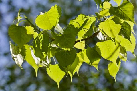 Sunlit Spring Leaves Foto stock