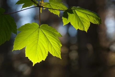 Sunlit spring leaves Stock Photos