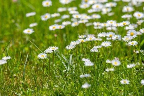 Sunlit spring meadow filled with white daisy flowers and fresh green grass Stock Photos