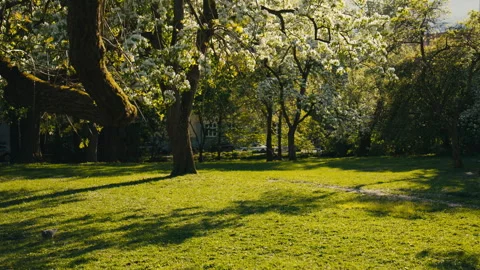 Sunlit Spring Park Lawn Beneath Blossoming Trees With Long Evening Shadows Stock Footage 338160739