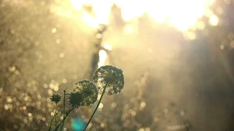 Sunlit Sprinkler Stock Footage 150909842