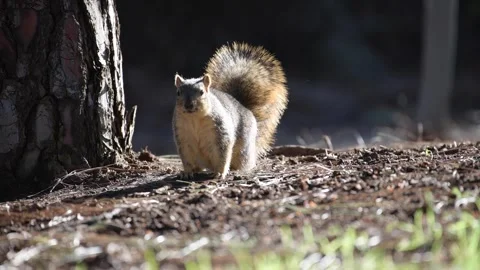 Sunlit Squirrel Nibbles Beside Tree Trunk Then Runs Away 库存影片 297846426