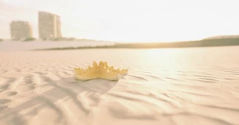 Sunlit starfish on sandy beach with distant buildings in twilight glow Ilustración de archivo