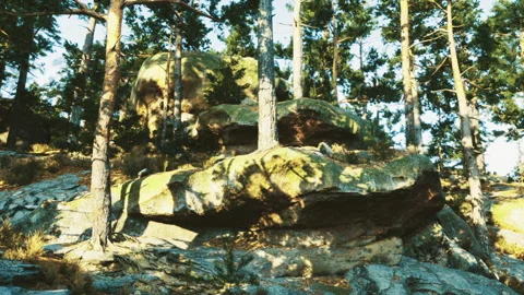 Sunlit stone covered in moss and lichen amid pine needle surroundings Stock Footage 335595650