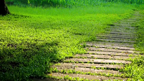 Sunlit Stone Pathway Through Lush Green Grass in a Peaceful Public Park Stock Footage 342013351