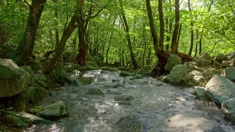 Sunlit Stream Flowing Through a Lush Green Forest, Rocks and Trees Stock Footage 301045554