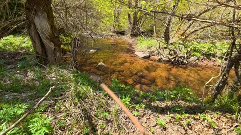 Sunlit stream flows through spring forest. Near Tupavica Waterfall, Serbia Stock Footage 335531116