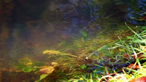Sunlit stream with a forest reflection, underwater greenery in motion. The .. Stock Footage 256069335