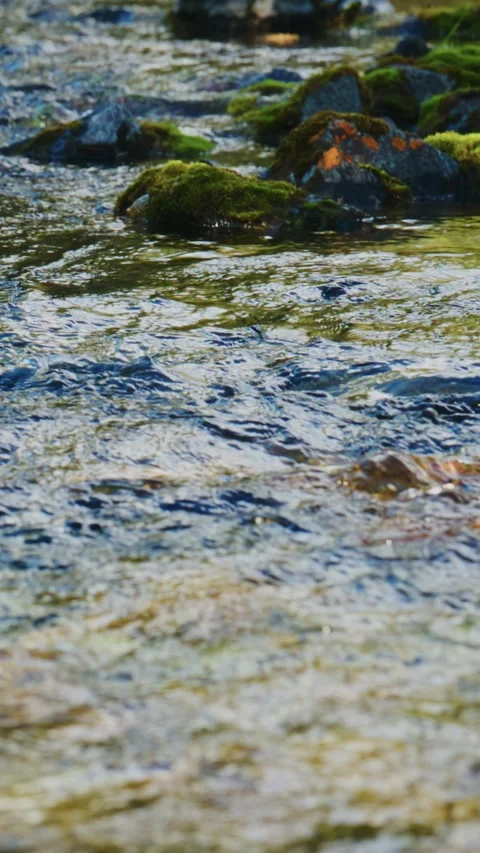 Sunlit stream with green moss on stones Stock-Footage 335568068