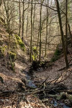 Sunlit Stream Through Bare Trees Stock Photos